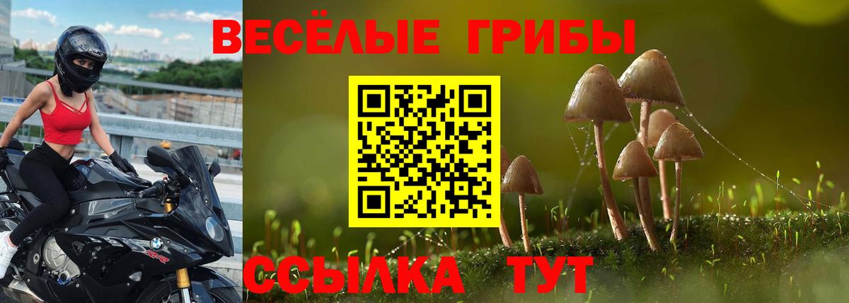 Галлюциногенные грибы Psilocybine cubensis Киселёвск